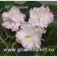 Фиалка ЛЕ-Оливия ( укор. лист с детками )